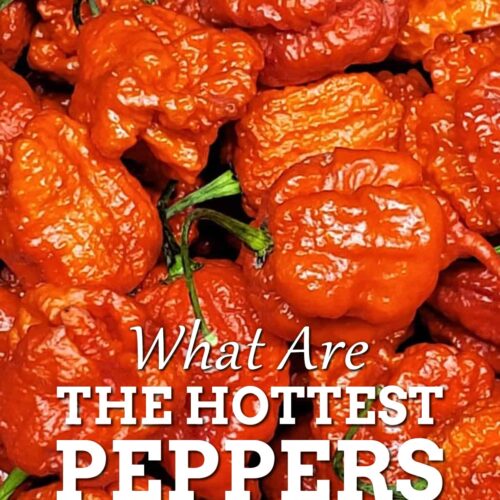 What are the Hottest Chili Peppers in the World? (List of hottest chili peppers)