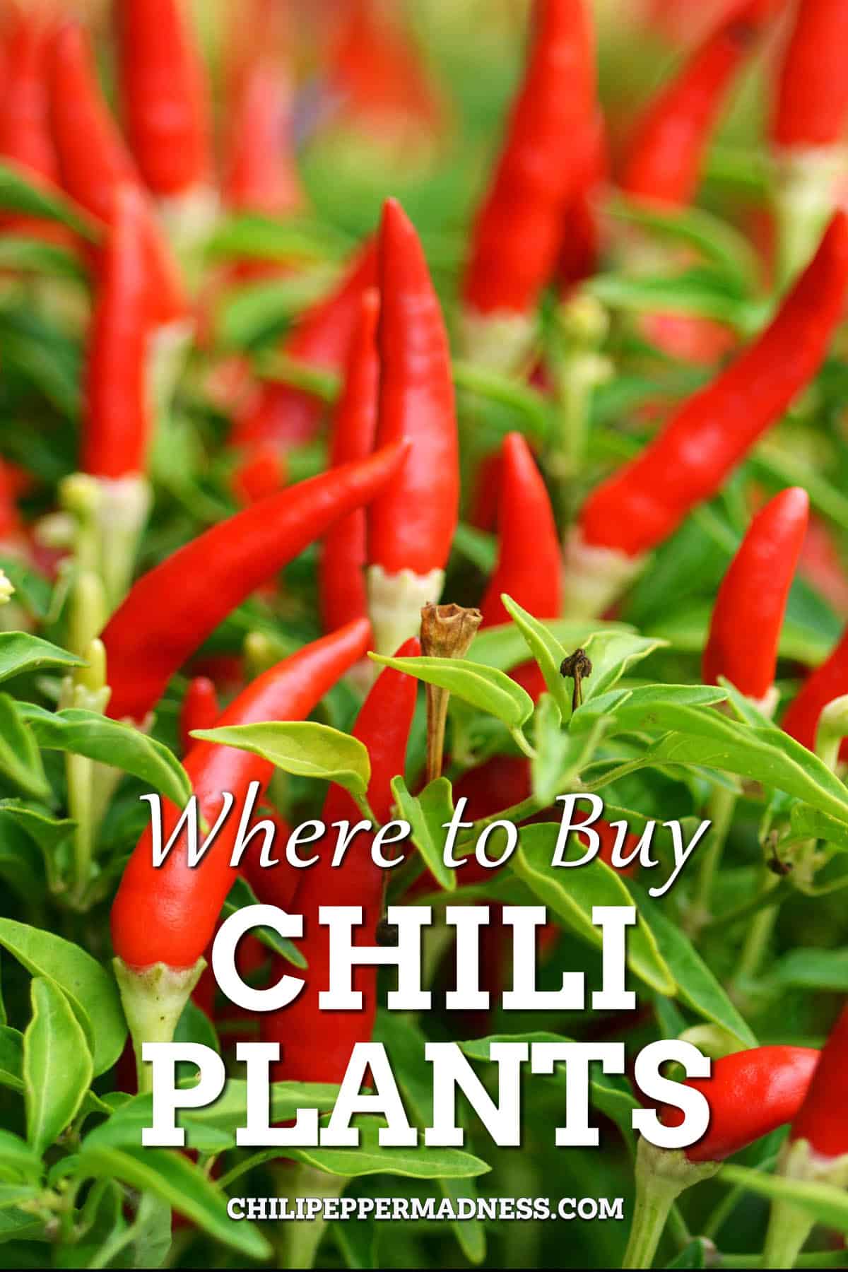 Where to Buy Chili Plants