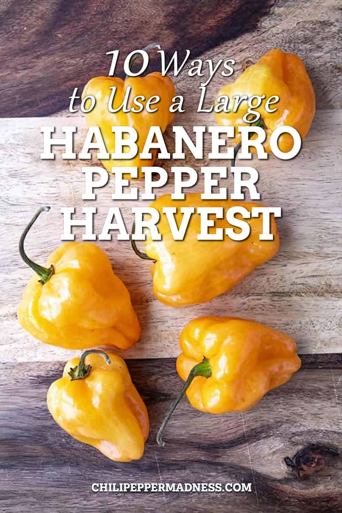 10 Ways to Use a Large Habanero Harvest