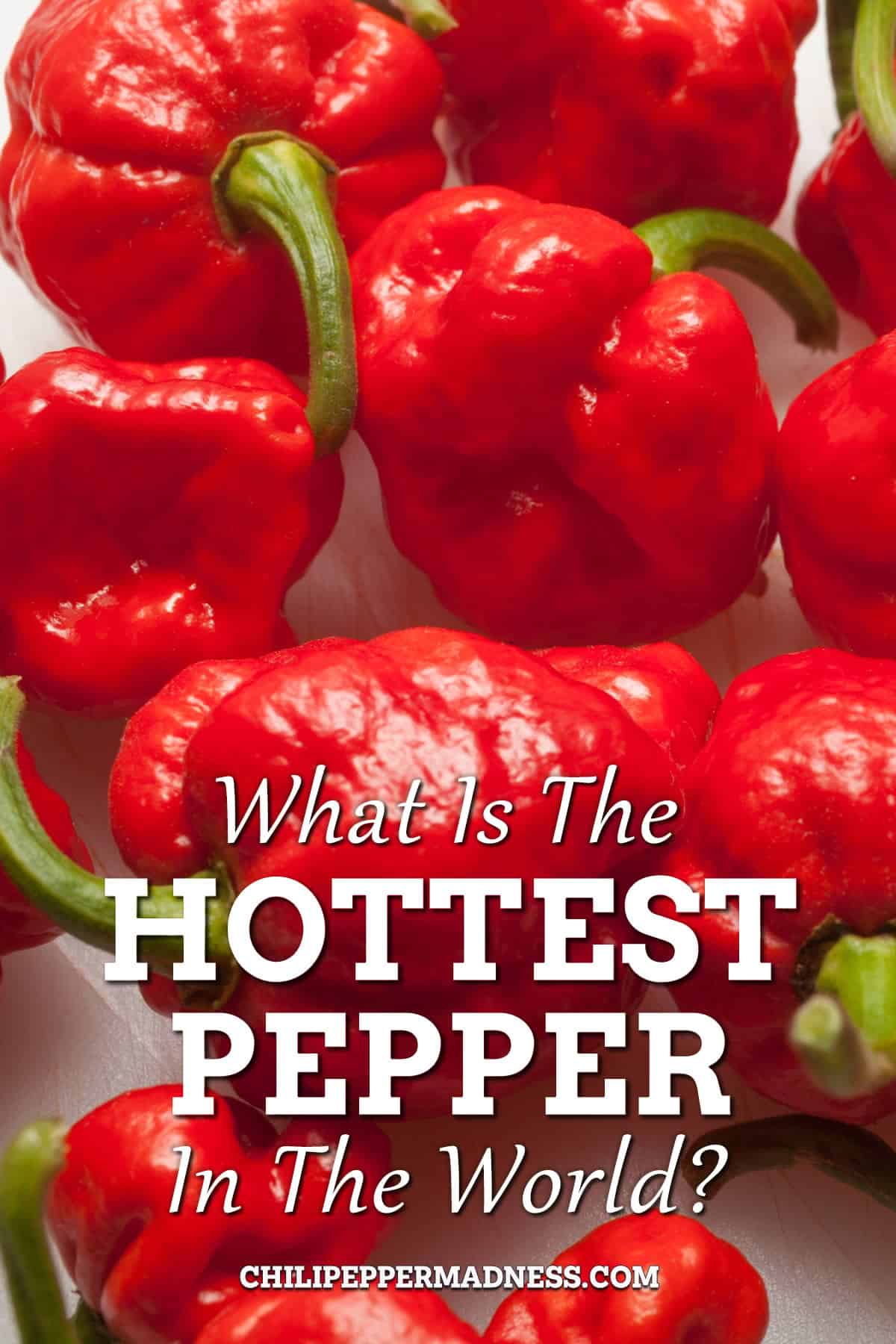 What is the hottest pepper in the world?